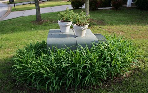 plants around electrical boxes